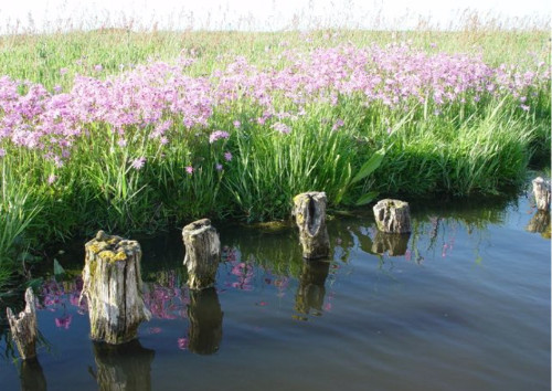 Samenwerkende Eilanders omarmen duurzame veenweide